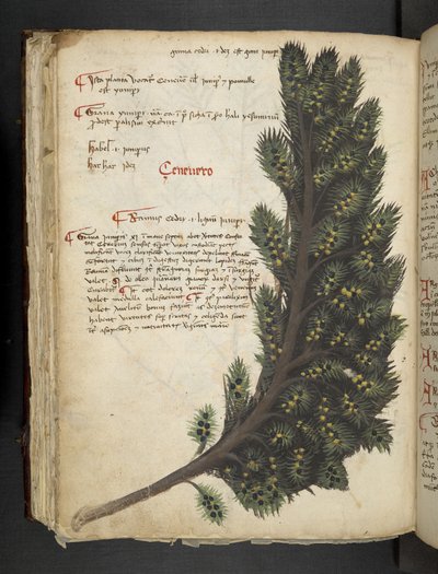 Dodaj MS 41623 f.96v 