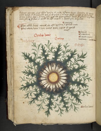 Dodaj MS 41623 f.97v Carlina, z „Zioła”, Belluno (tusz i kolor na welinie) autorstwa Italian School