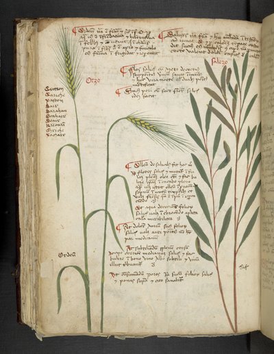 Dodaj MS 41623 f.98v Orzo, z „A herbal”, Belluno (tusz i kolor na welinie) autorstwa Italian School