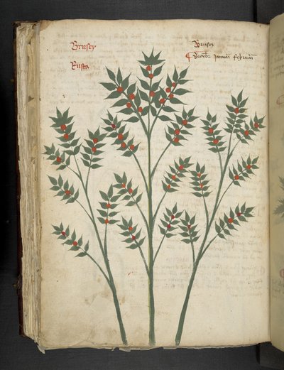 Dodaj MS 41623 f.99v 