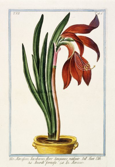 Amarylis Formosa, 1772-1784 autorstwa Italian School