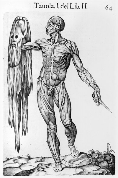 Studium anatomiczne, tablica 64, ilustracja z Anatomia del corpo humano autorstwa Juana de Valverde (ok.1525-ok.1587) Rzym, 1560 autorstwa Italian School