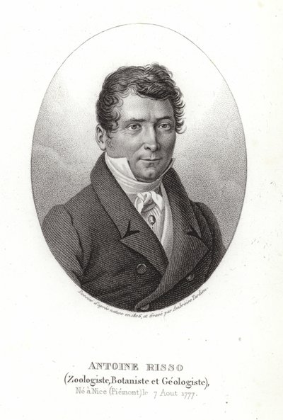 Antoine Risso autorstwa Italian School