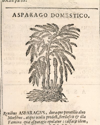 Szparagi (Asparagus officinalis), grawerowanie przez Castore Durante autorstwa Italian School