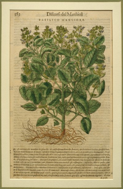 Bazylia, płyta botaniczna z Discorsi autorstwa Pietro Andrea Mattioli (1501-77) opublikowana w Wenecji, 1570 autorstwa Italian School