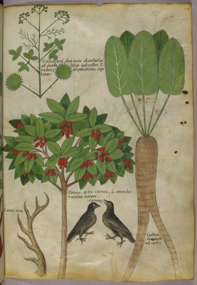Ilustracja botaniczna roślin i ptaków, ok. 1440 (tusz i kolor na papierze) autorstwa Italian School