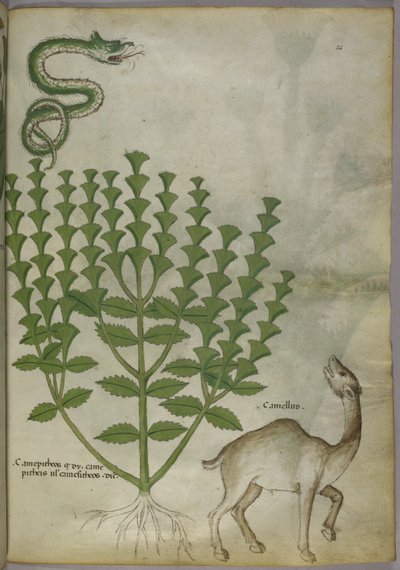 Ilustracja botaniczna przedstawiająca roślinę, węża i wielbłąda, ok.1440 autorstwa Italian School