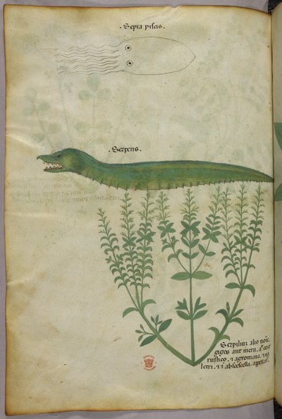 Botaniczna i zwierzęca ilustracja przedstawiająca roślinę, kałamarnicę i węża, ok. 1440 r. (tusz i kolor na welinie) autorstwa Italian School