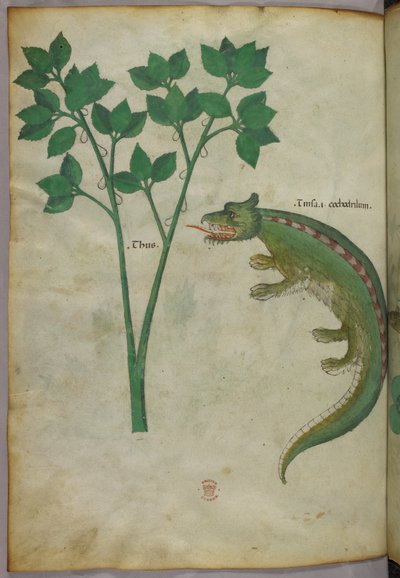 Botaniczna i zwierzęca ilustracja przedstawiająca roślinę i krokodyla, ok. 1440 (tusz i kolor na welinie) autorstwa Italian School