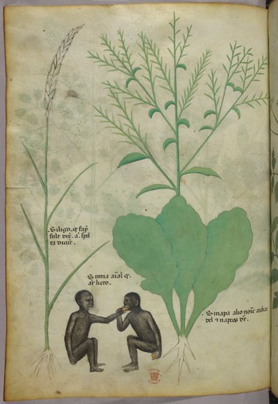 Botaniczna i zwierzęca ilustracja przedstawiająca roślinę i dwie małpy, ok. 1440 r. (tusz i kolor na welinie) autorstwa Italian School