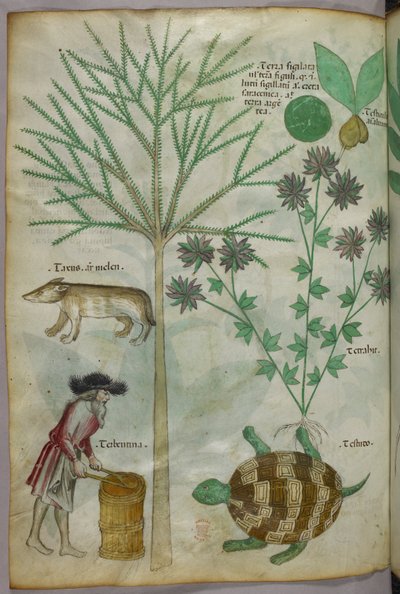 Botaniczna i zwierzęca ilustracja przedstawiająca rośliny, żółwia, człowieka i inne zwierzę, ok. 1440 r. (tusz i kolor na welinie) autorstwa Italian School