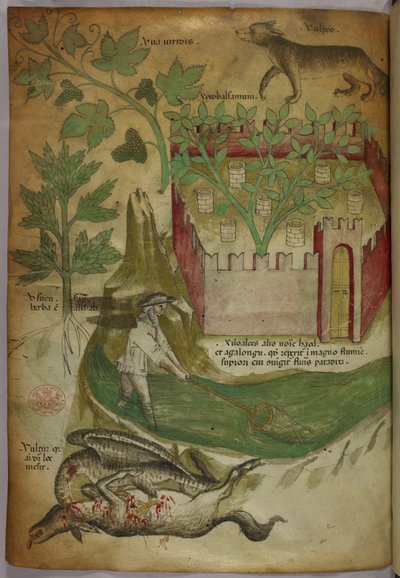 Botaniczna i zwierzęca ilustracja przedstawiająca rośliny, otoczony murem ogród, wilka, mężczyznę łowiącego ryby w strumieniu za pomocą sieci oraz sępa dziobiącego zwłoki zwierzęcia, ok. 1440 r. (tusz i kolor na welinie) autorstwa Italian School