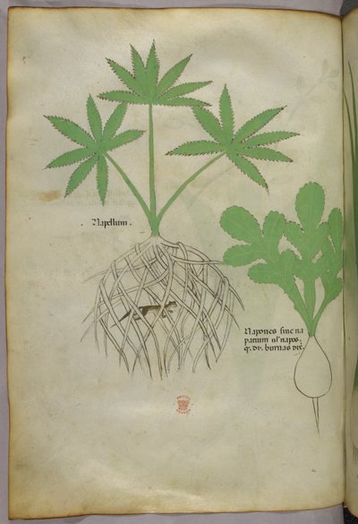 Ilustracja botaniczna, ok. 1440 r. (tusz i kolor na welinie) autorstwa Italian School