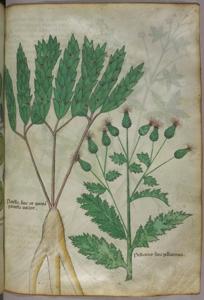 Ilustracja botaniczna, ok. 1440 r. (tusz i kolor na welinie) autorstwa Italian School