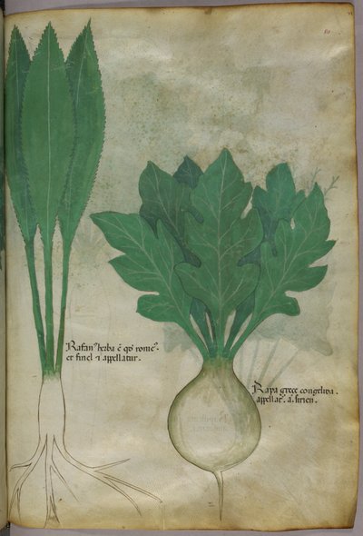 Ilustracja botaniczna, ok. 1440 r. (tusz i kolor na welinie) autorstwa Italian School