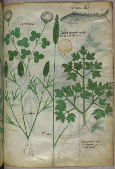 Ilustracja botaniczna, ok. 1440 r. (tusz i kolor na welinie) autorstwa Italian School