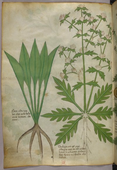 Ilustracja botaniczna, ok. 1440 r. (tusz i kolor na welinie) autorstwa Italian School