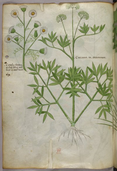Ilustracja botaniczna, ok. 1440 r. (tusz i kolor na welinie) autorstwa Italian School