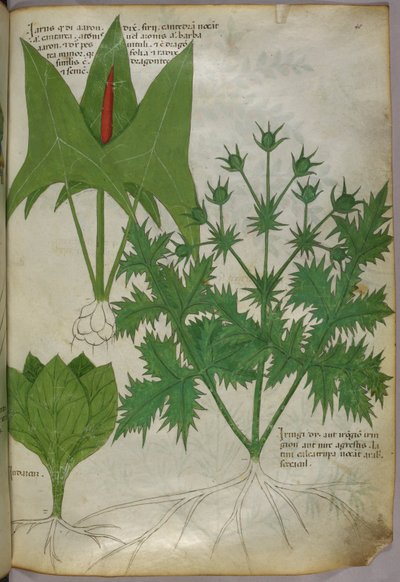 Ilustracja botaniczna, ok. 1440 r. (tusz i kolor na welinie) autorstwa Italian School