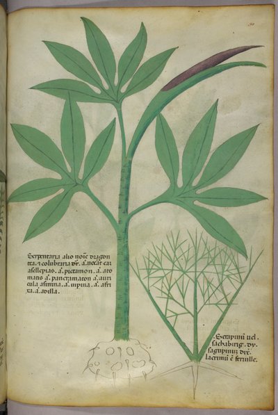 Ilustracja botaniczna, ok. 1440 r. (tusz i kolor na welinie) autorstwa Italian School