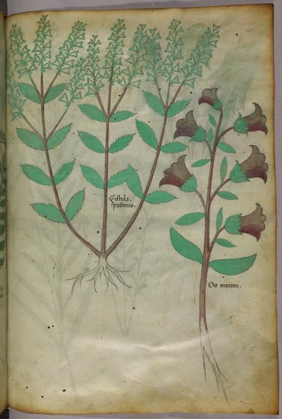 Ilustracja botaniczna, ok. 1440 r. (tusz i kolor na welinie) autorstwa Italian School