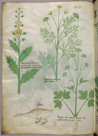 Ilustracja botaniczna, ok. 1440 r. (tusz i kolor na welinie) autorstwa Italian School