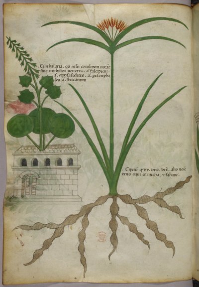 Ilustracja botaniczna, ok. 1440 r. (tusz i kolor na welinie) autorstwa Italian School