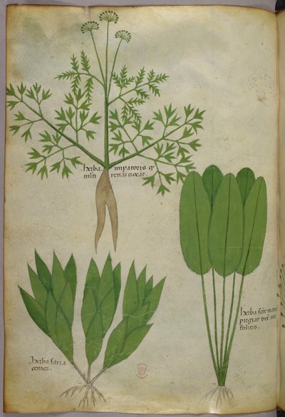 Ilustracja botaniczna, ok. 1440 r. (tusz i kolor na welinie) autorstwa Italian School