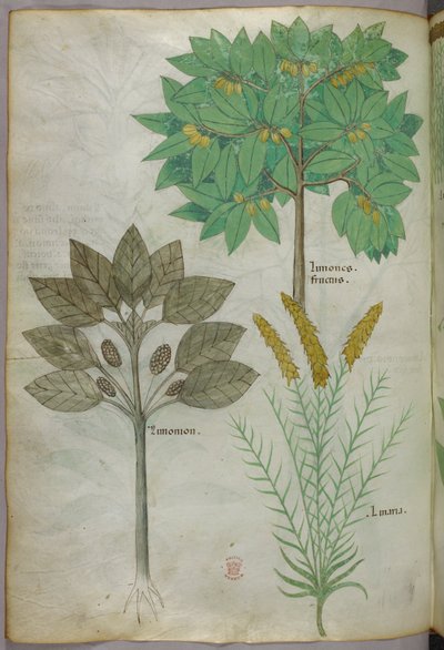 Ilustracja botaniczna, ok. 1440 r. (tusz i kolor na welinie) autorstwa Italian School