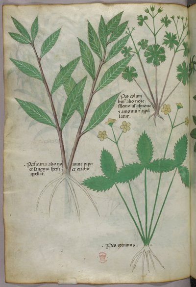 Ilustracja botaniczna, ok. 1440 r. (tusz i kolor na welinie) autorstwa Italian School