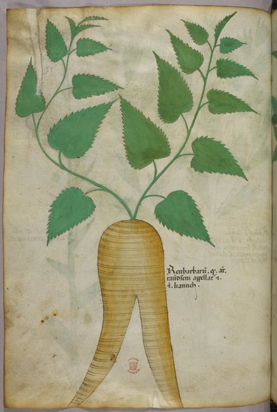 Ilustracja botaniczna, ok. 1440 r. (tusz i kolor na welinie) autorstwa Italian School