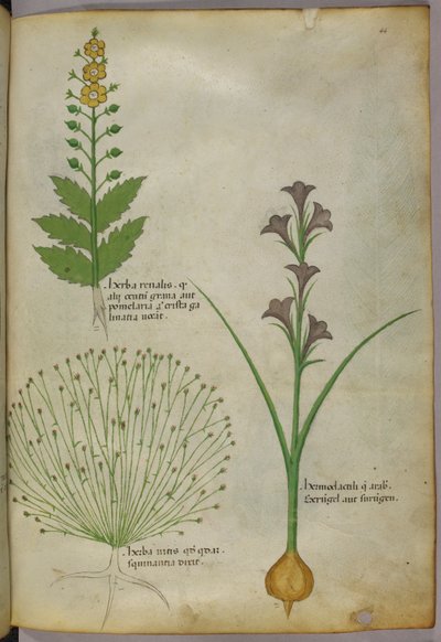 Ilustracja botaniczna, ok. 1440 r. (tusz i kolor na welinie) autorstwa Italian School