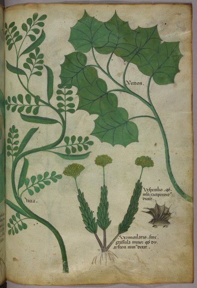 Ilustracja botaniczna, ok. 1440 r. (tusz i kolor na welinie) autorstwa Italian School