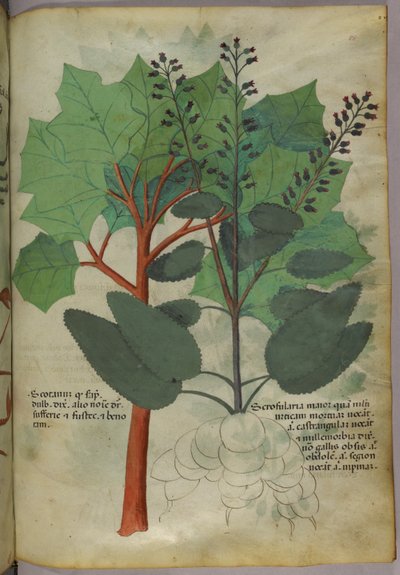 Ilustracja botaniczna, ok. 1440 r. (tusz i kolor na welinie) autorstwa Italian School