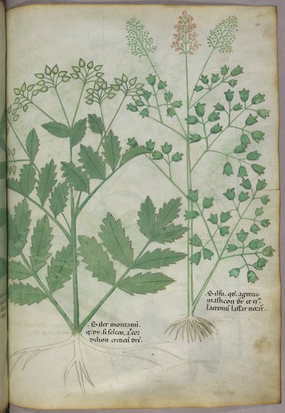 Ilustracja botaniczna, ok. 1440 r. (tusz i kolor na welinie) autorstwa Italian School