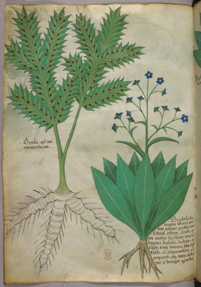 Ilustracja botaniczna, ok. 1440 r. (tusz i kolor na welinie) autorstwa Italian School