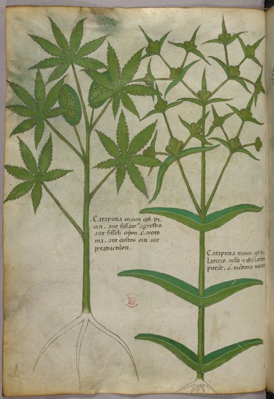 Ilustracja botaniczna, ok. 1440 r. (tusz i kolor na welinie) autorstwa Italian School