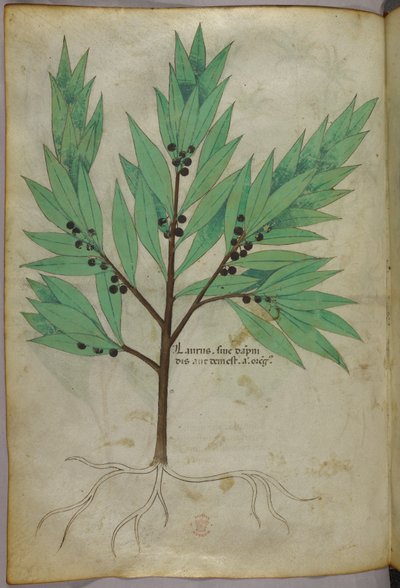 Ilustracja botaniczna, ok. 1440 r. (tusz i kolor na welinie) autorstwa Italian School