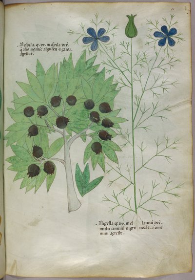 Ilustracja botaniczna, ok. 1440 r. (tusz i kolor na welinie) autorstwa Italian School