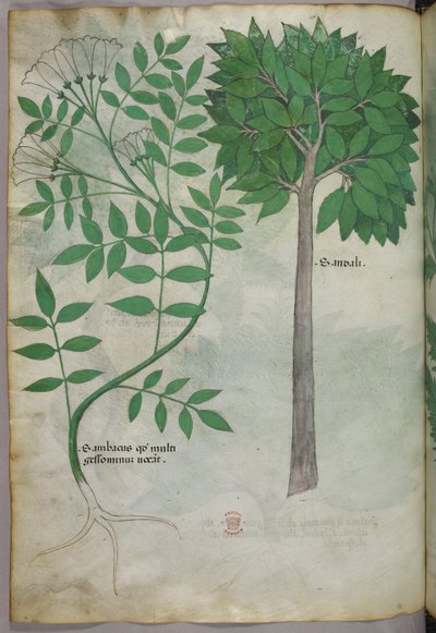 Ilustracja botaniczna, ok. 1440 r. (tusz i kolor na welinie) autorstwa Italian School