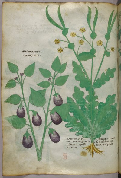 Ilustracja botaniczna, ok. 1440 r. (tusz i kolor na welinie) autorstwa Italian School