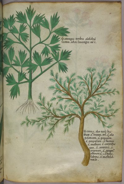 Ilustracja botaniczna, ok. 1440 r. (tusz i kolor na welinie) autorstwa Italian School