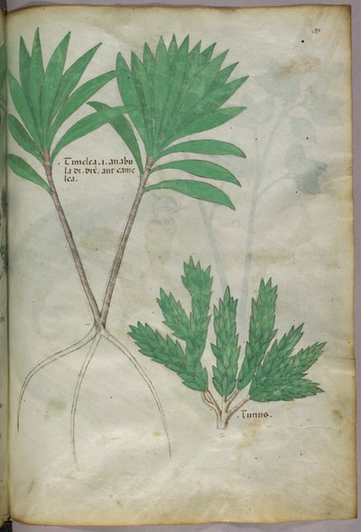 Ilustracja botaniczna, ok. 1440 r. (tusz i kolor na welinie) autorstwa Italian School