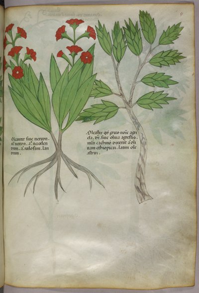 Ilustracja botaniczna, ok. 1440 r. (tusz i kolor na welinie) autorstwa Italian School