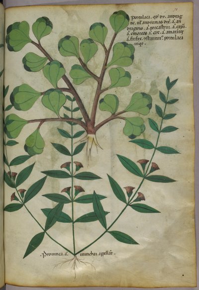 Ilustracja botaniczna, ok. 1440 r. (tusz i kolor na welinie) autorstwa Italian School