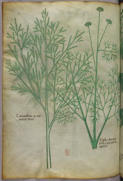 Ilustracja botaniczna, ok. 1440 r. (tusz i kolor na welinie) autorstwa Italian School