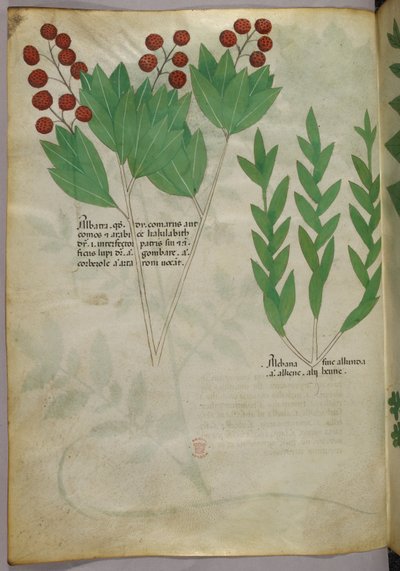 Ilustracja botaniczna, ok. 1440 r. (tusz i kolor na welinie) autorstwa Italian School