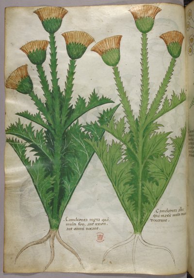 Ilustracja botaniczna, ok. 1440 r. (tusz i kolor na welinie) autorstwa Italian School
