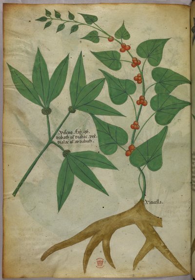 Ilustracja botaniczna, ok. 1440 r. (tusz i kolor na welinie) autorstwa Italian School