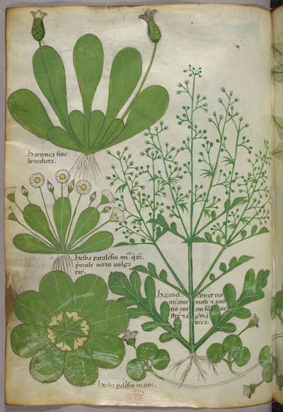 Ilustracja botaniczna, ok. 1440 r. (tusz i kolor na welinie) autorstwa Italian School